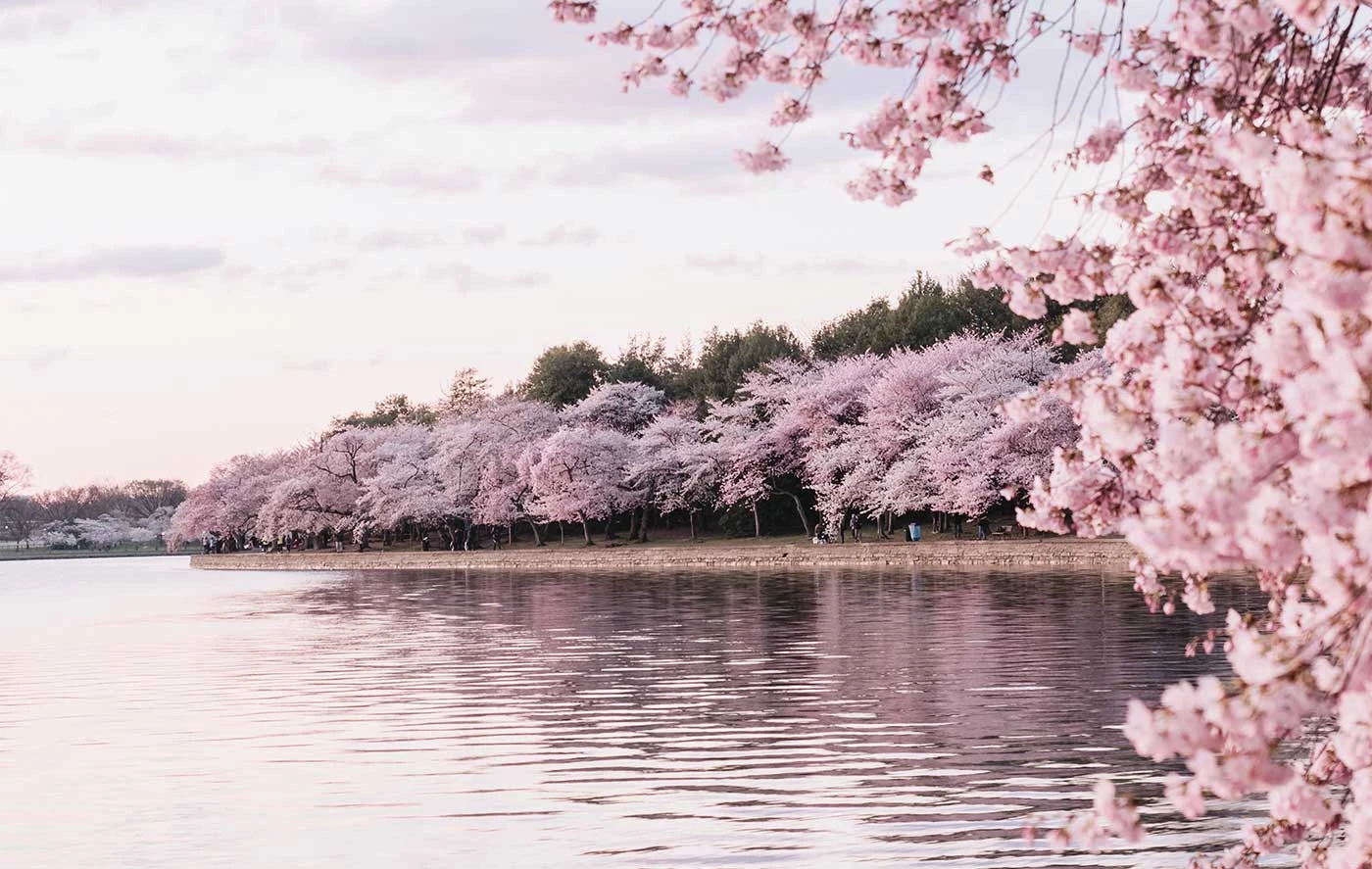 Sakura-Inspired: Hol dir den Zauber der Kirschblüte in dein Zuhause